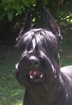 Tête de Schnauzer géant